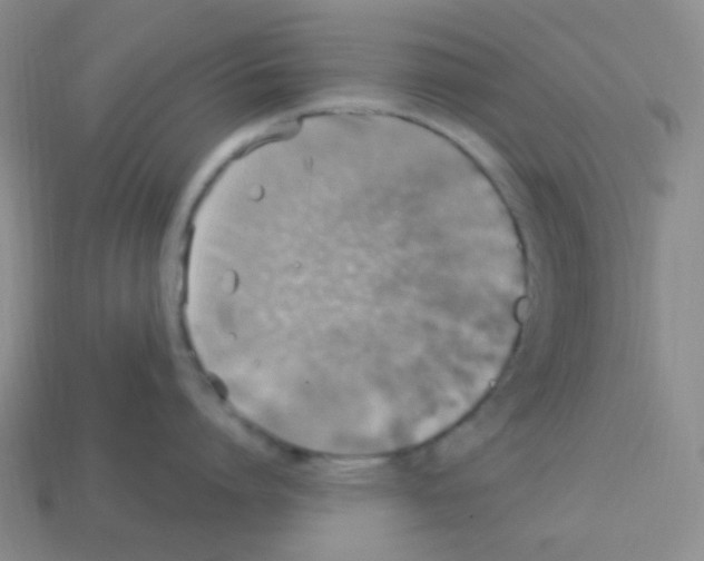 X0000113230864200910221038