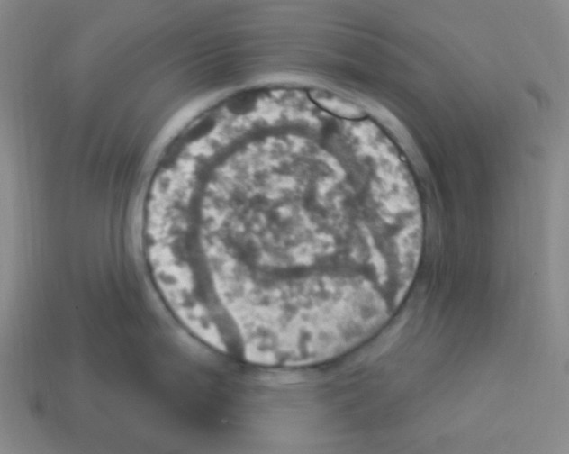 X0000113231199200910221033