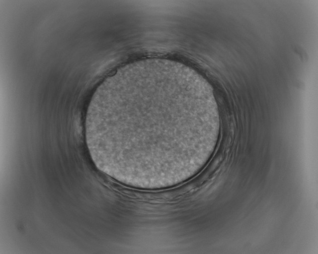 X0000113231252200910221032