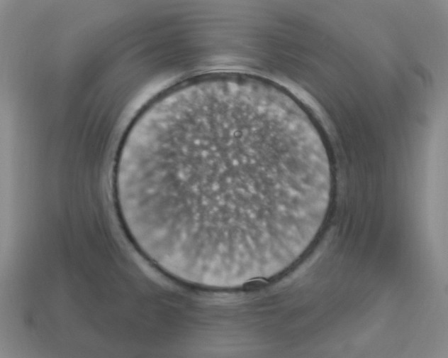 X0000113231333200910221031