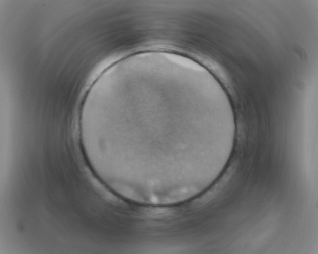 X0000113231382200910221030