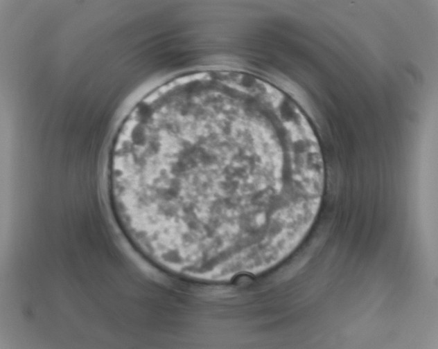 X0000113231387200910221030