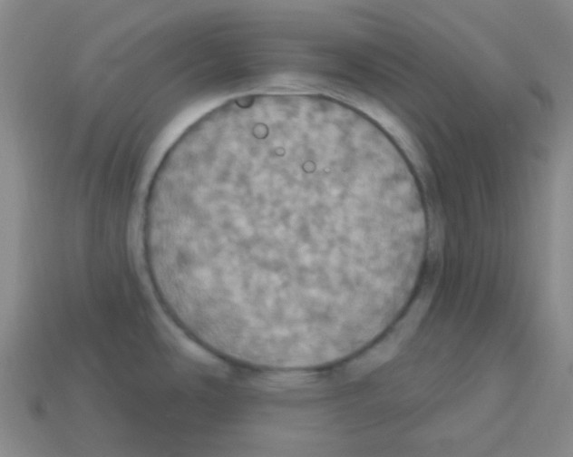 X0000113231486200910221029