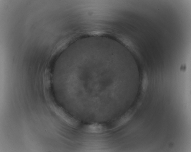 X0000113240366200909171608