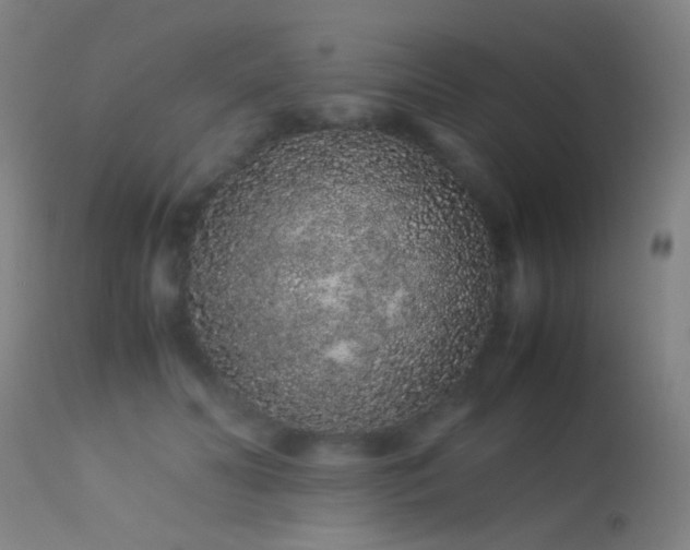 X0000113240606200909171604