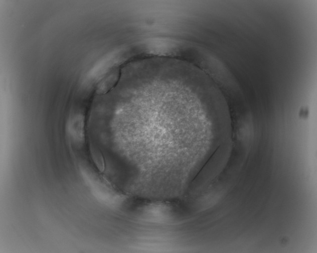 X0000113240696200909171603