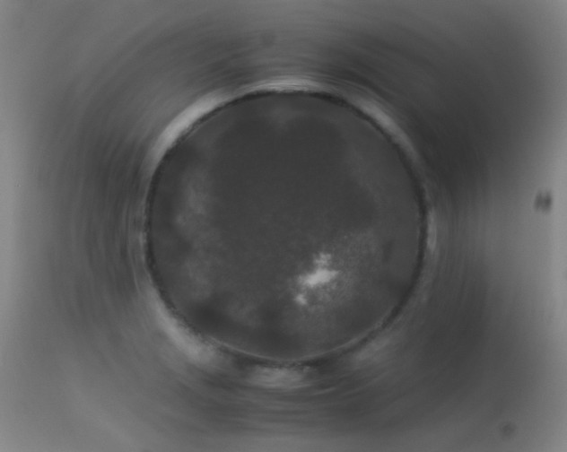 X0000113241229200909171555