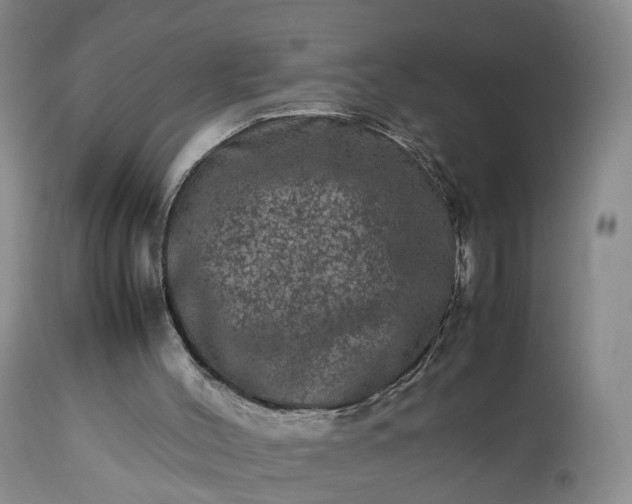 X0000113240004200909241557