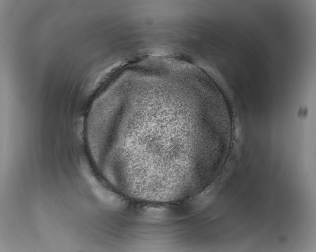 X0000113240066200909241556