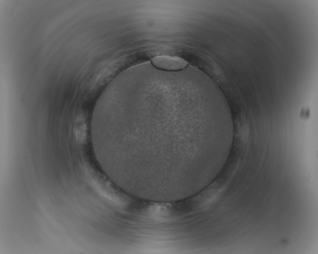 X0000113240080200909241556