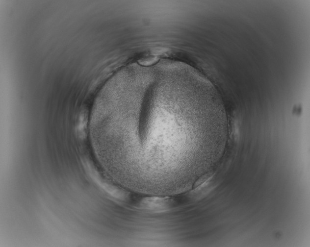 X0000113240082200909241556