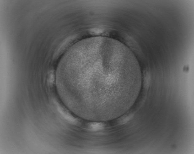 X0000113240085200909241556