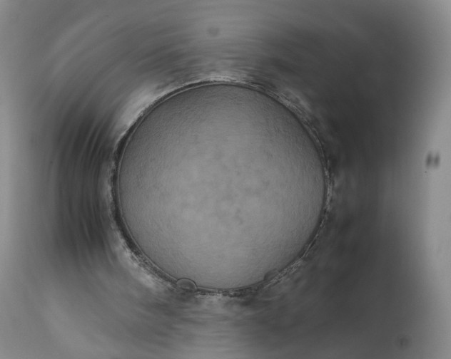 X0000113240098200909241556