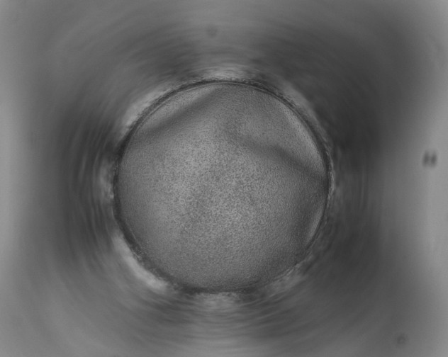 X0000113240106200909241556