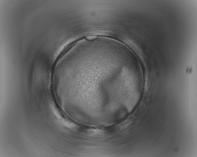 X0000113240107200909241556