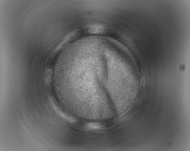 X0000113240171200909241555