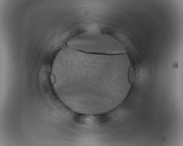 X0000113240229200909241554