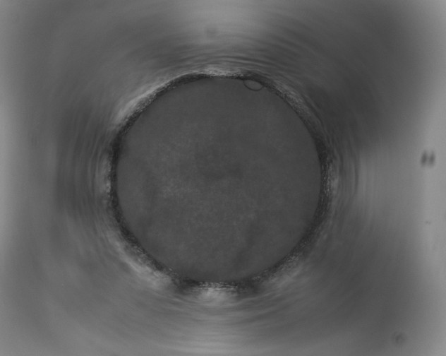 X0000113240303200909241553