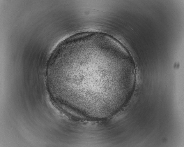 X0000113240434200909241550