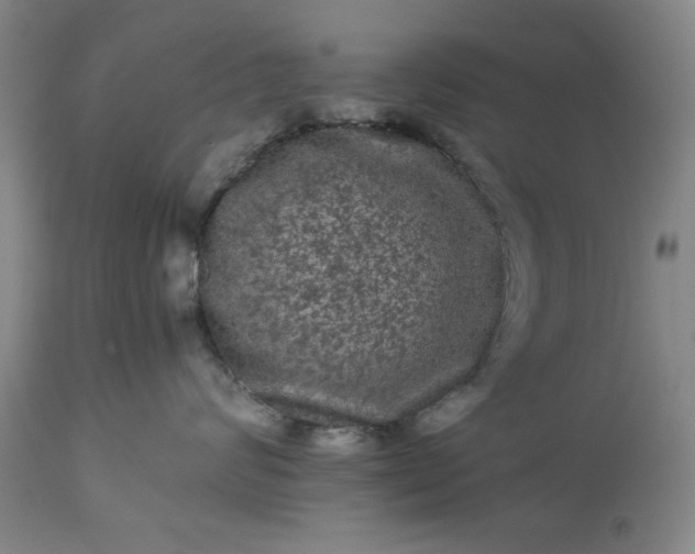 X0000113240624200909241548