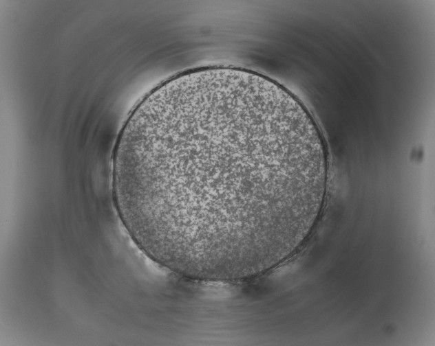 X0000113240807200909241545