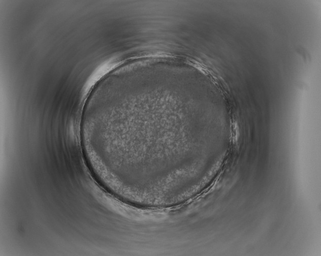 X0000113240004200910011335