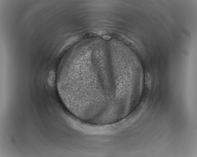 X0000113240036200910011335