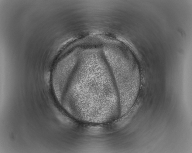 X0000113240066200910011334