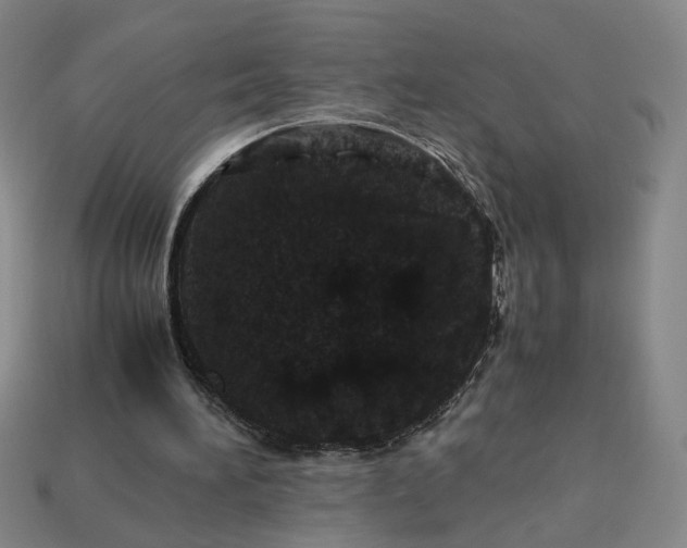 X0000113240196200910011333