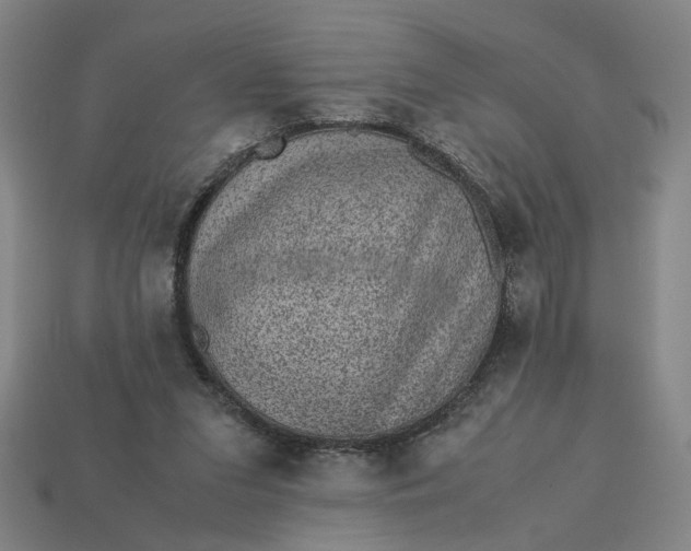 X0000113240207200910011333