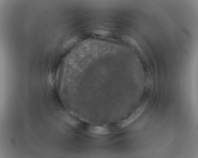 X0000113240285200910011332