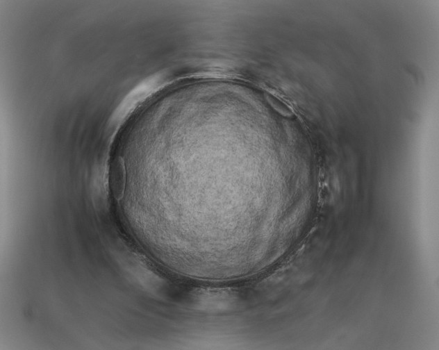 X0000113240296200910011331