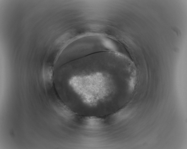 X0000113240336200910011331