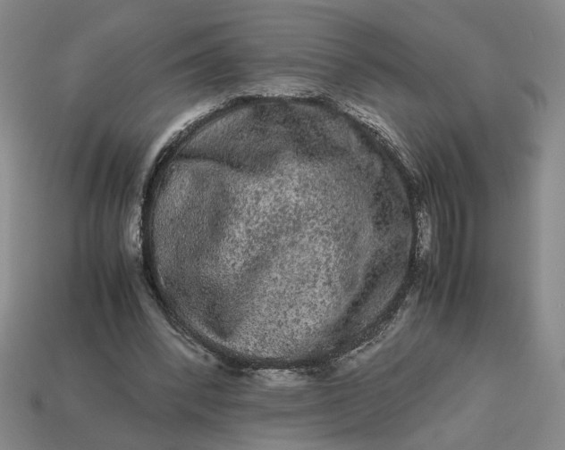 X0000113240392200910011330