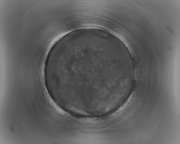 X0000113240995200910011322