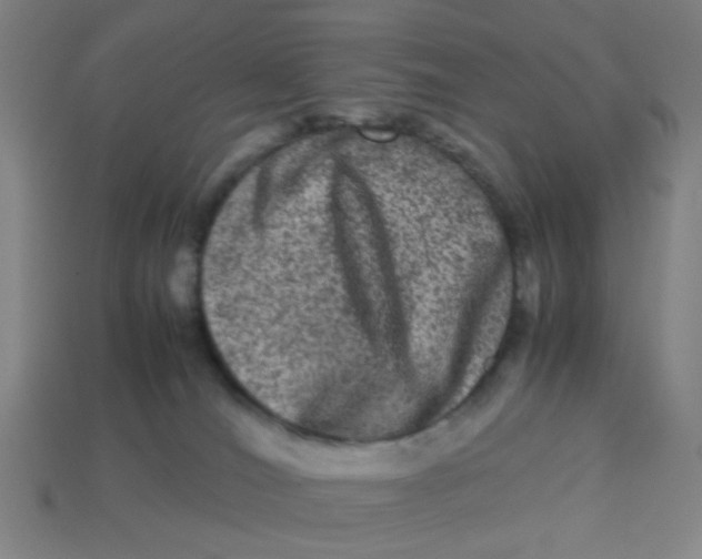 X0000113240036200910081307