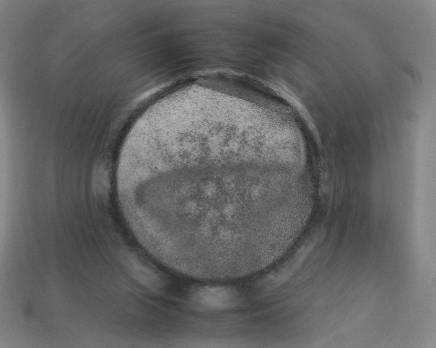 X0000113240063200910081306