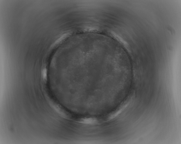X0000113240067200910081306