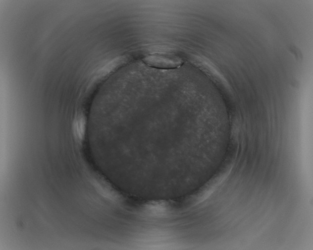 X0000113240076200910081306