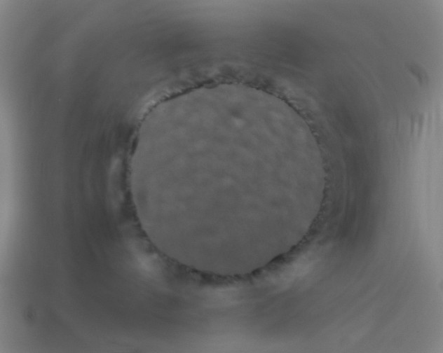 X0000113240144200910081305