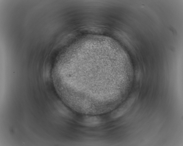 X0000113240185200910081305