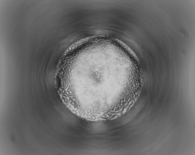 X0000113240189200910081305