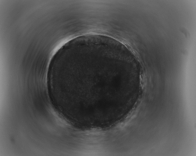 X0000113240196200910081305