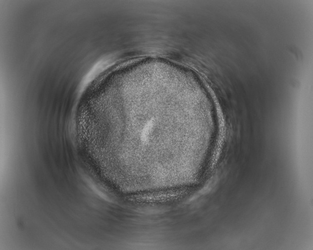 X0000113240198200910081305