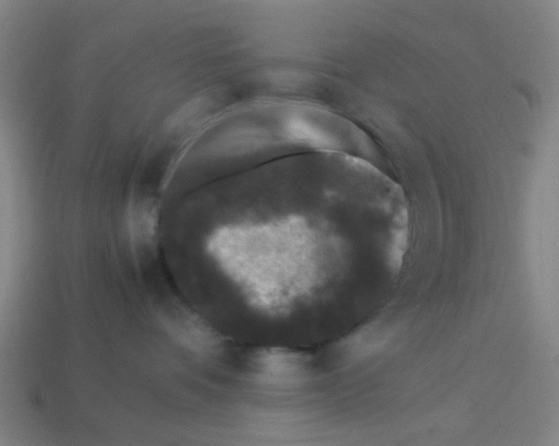 X0000113240336200910081303
