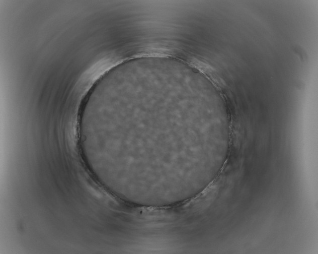 X0000113240338200910081302