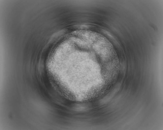 X0000113240381200910081303