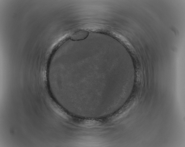 X0000113240399200910081302
