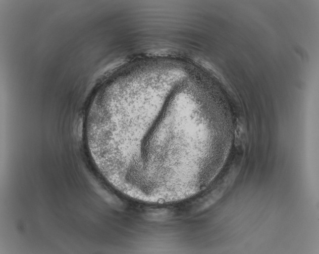 X0000113240454200910081301