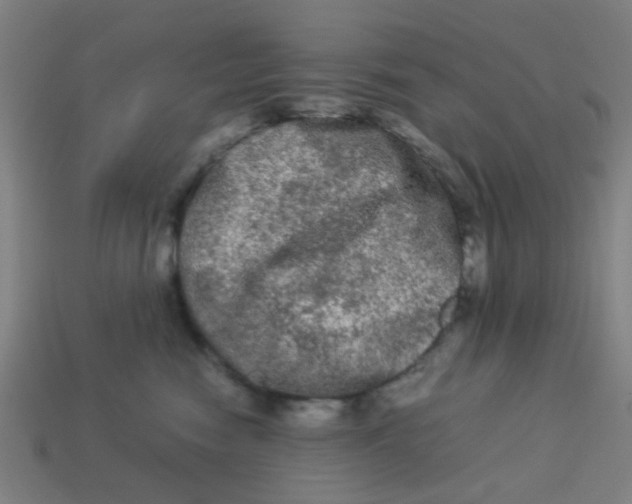 X0000113240474200910081301